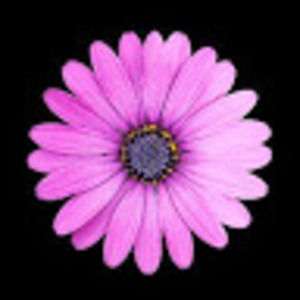 Meet your Posher, Bruce